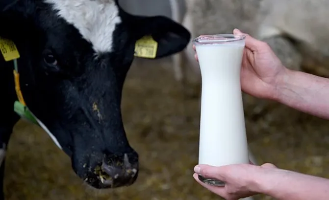 корова и молоко