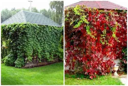 Девичий виноград летом и осенью
