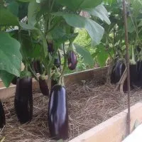 Выращивание баклажанов в теплице: пошаговая технология по получению богатого урожая