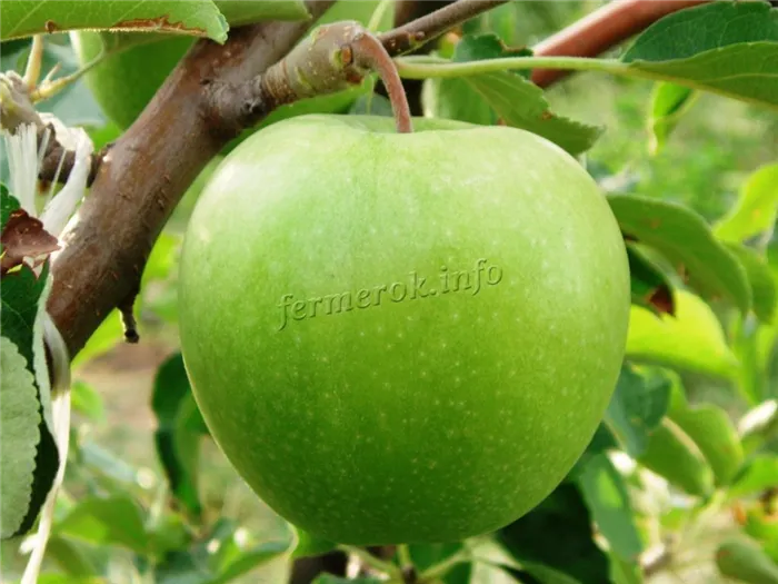 Характеристика яблони Семеренко