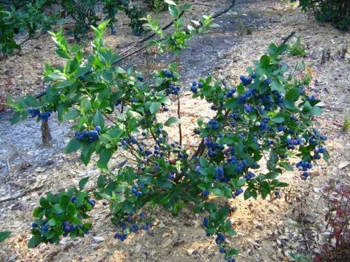Куст высокорослой голубики с ягодами
