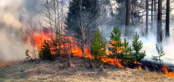 При таком пожаре выгорает большинство молодых деревьев и само пожарище затем долго не зарастает.