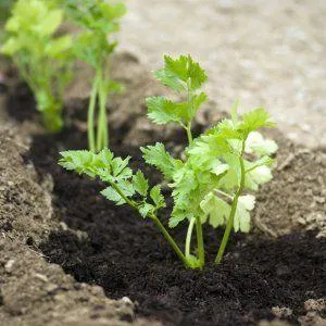 Как и когда посадить свеклу на рассаду: сроки посева семян и дальнейший уход за ними