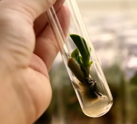 Как выглядят семена орхидеи и что нужно для выращивания растения? Основы агротехники