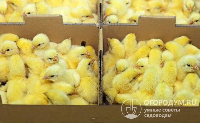 При покупке инкубационного яйца или цыплят важно учитывать тип продуктивности (яичный, мясной, мясояичный) и особенности птицы выбранной породы или кросса