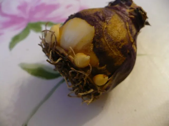 Как правильно хранить луковицы гиацинтов в домашних условиях