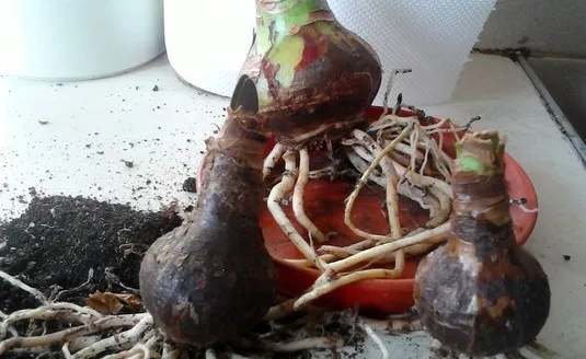 как хранить луковицы гиацинтов