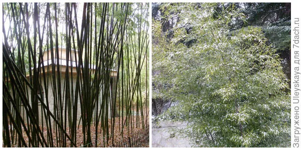 Фрагмент бамбуковой рощи и бамбук в снегу в Никитском ботаническом саду, фото автора