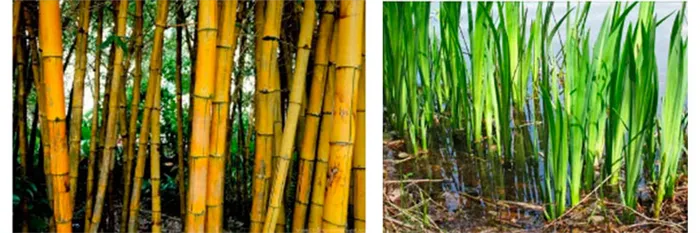 бамбук и тростник