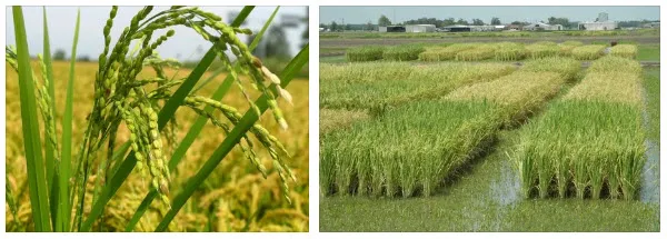 соцветие риса плантация