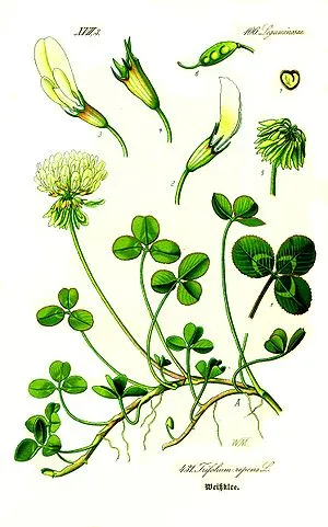 Illustration Trifolium repens1.jpg