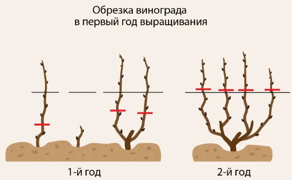 Как растет виноград. Фото, выращивание из черенков в теплице