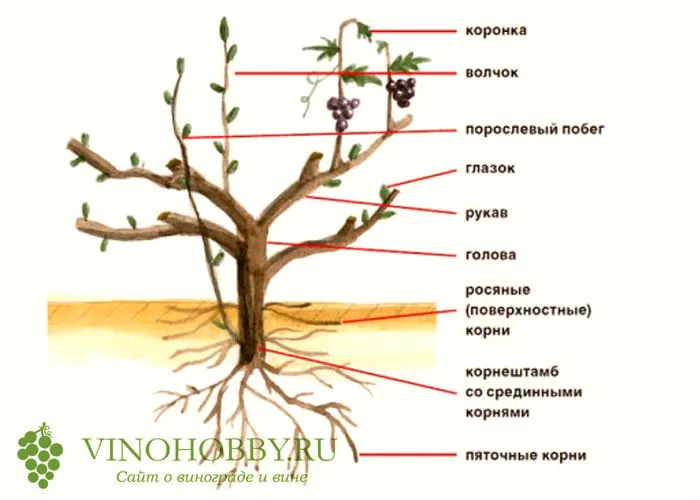 loza-vinogradnaya 2