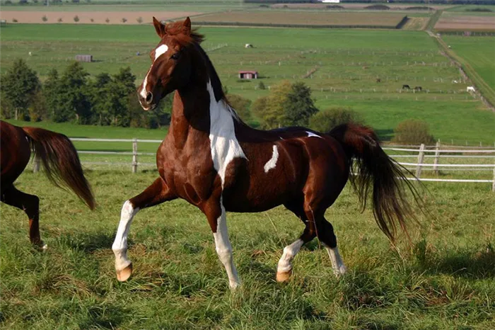 Рыжая ганноверская лошадь