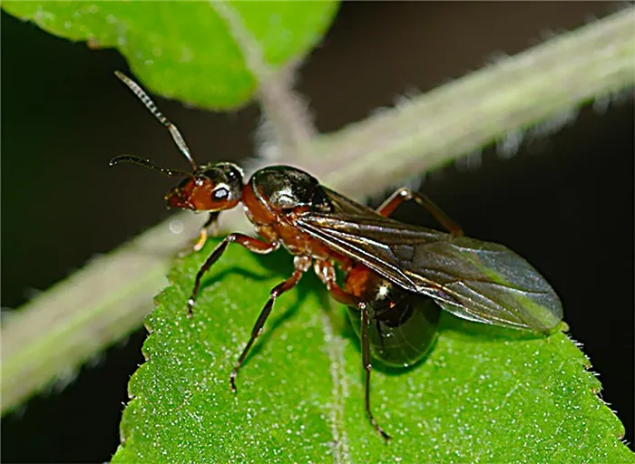 Насекомое муравей самец
