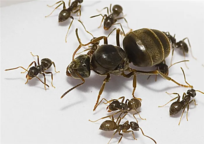 Матка муравья и рабочие