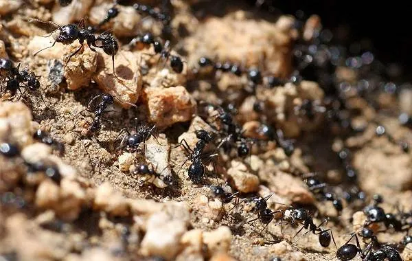 Муравей-насекомое-Описание-особенности-виды-образ-жизни-и-среда-обитания-муравья-3