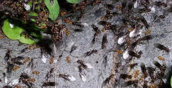 Кто такие летающие муравьи и что делать при их появлении в доме?