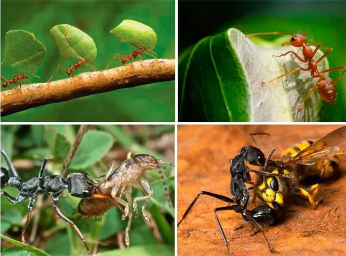 Рацион питания муравьев
