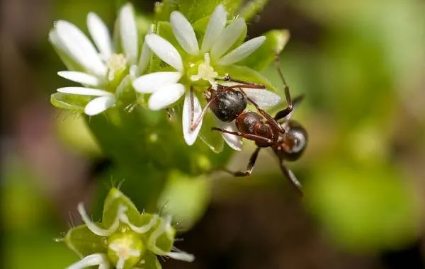 Муравей-насекомое-Описание-особенности-виды-образ-жизни-и-среда-обитания-муравья-16
