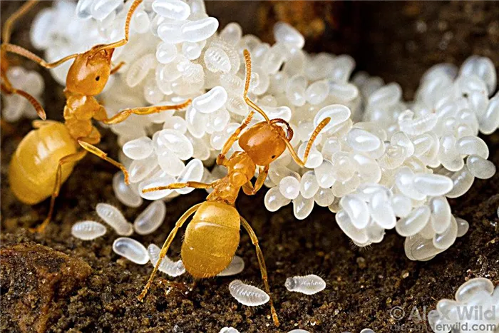 Насекомое муравей яйца