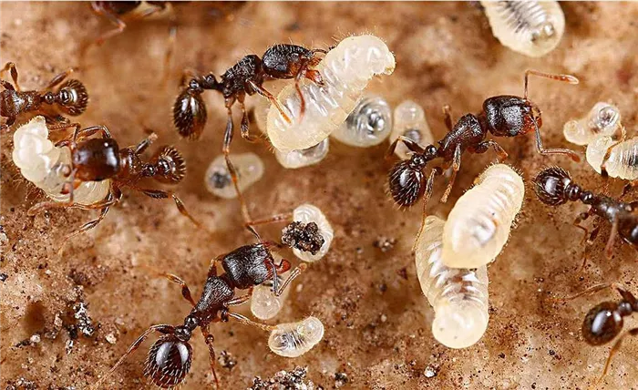 Насекомое муравей личинка