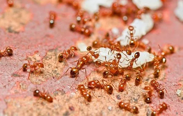 Муравей-насекомое-Описание-особенности-виды-образ-жизни-и-среда-обитания-муравья-4