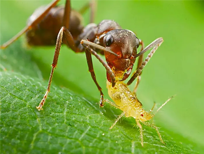 Насекомое муравей питание