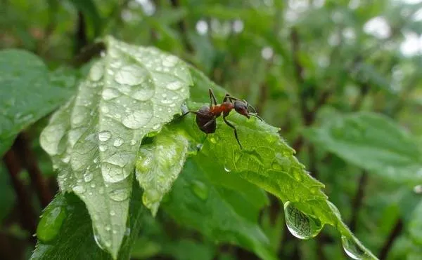 Муравей-насекомое-Описание-особенности-виды-образ-жизни-и-среда-обитания-муравья-2
