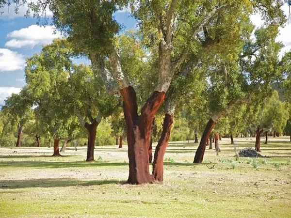 деревья со снятой корой