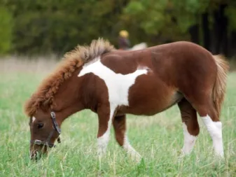 Общая характеристика окраса пегой масти лошадей. Какой это цвет?