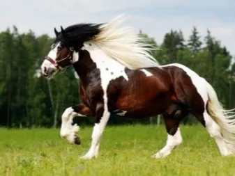 Общая характеристика окраса пегой масти лошадей. Какой это цвет?