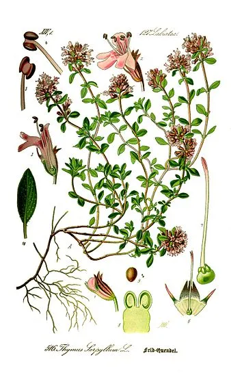 Illustration Thymus serpyllum0 clean.jpg