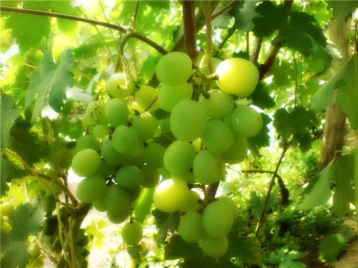 Виноград оказывает негативное влияние на рост малины