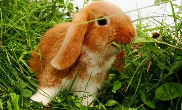 Карликовый кролик ест