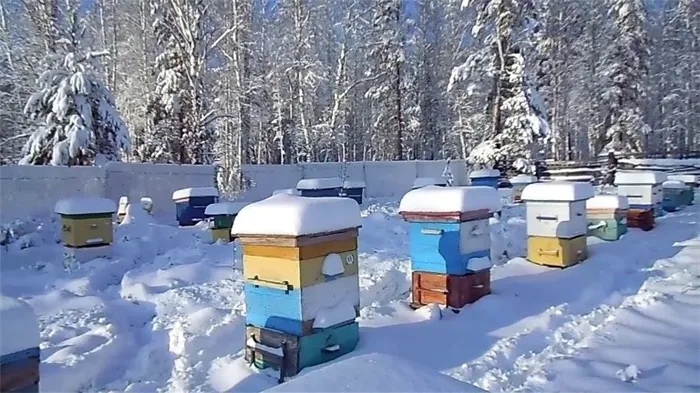 кормление пчел в зимний период