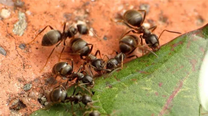 Фото садовых муравьев