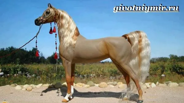 Арабская-лошадь-История-описание-уход-и-цена-арабской-лошади-4