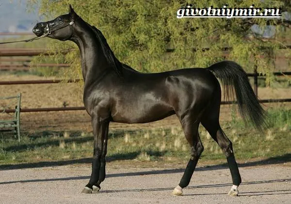 Арабская-лошадь-История-описание-уход-и-цена-арабской-лошади-1
