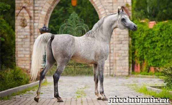 Арабская-лошадь-История-описание-уход-и-цена-арабской-лошади-2