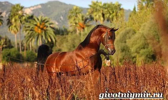 Арабская-лошадь-История-описание-уход-и-цена-арабской-лошади-5