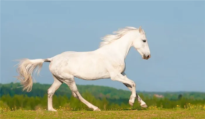 Чистокровная арабская лошадь 