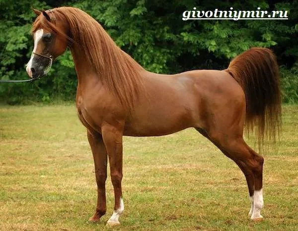 Арабская-лошадь-История-описание-уход-и-цена-арабской-лошади-3
