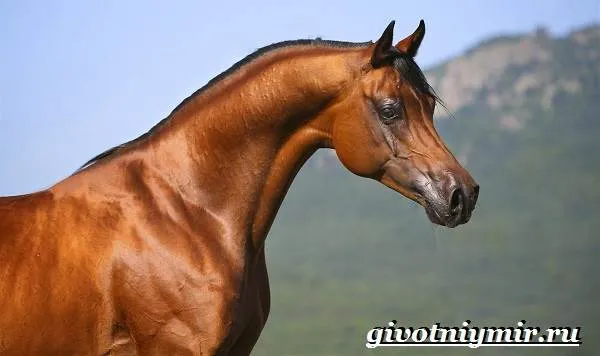 Арабская-лошадь-История-описание-уход-и-цена-арабской-лошади-6