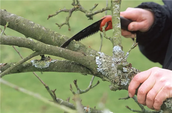 Чем обрабатывать срезы на плодовых деревьях после обрезки