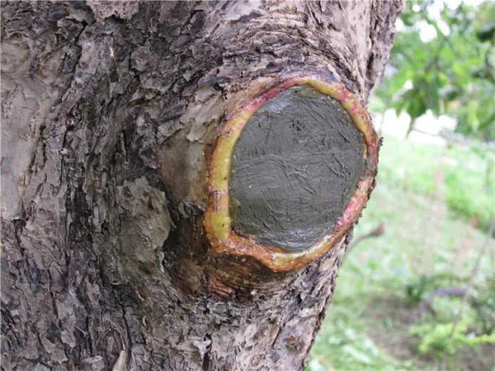 Чем обрабатывать срезы на плодовых деревьях после обрезки