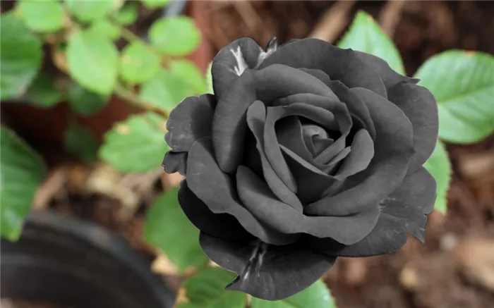 народные приметы про черные розы 