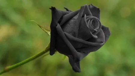 Что означает черная роза?