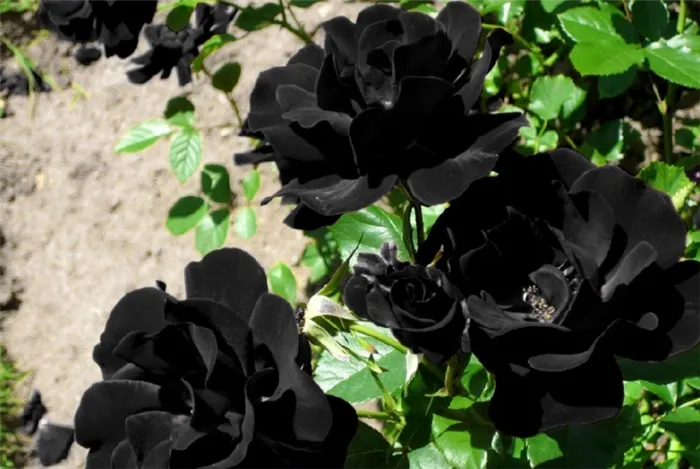 приметы по состоянию черной розы