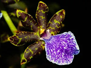 Орхидея зигопеталум: уход в домашних условиях